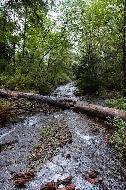 Kłoda podzielona na wiele części nad małym strumieniem w Oswald West State Park