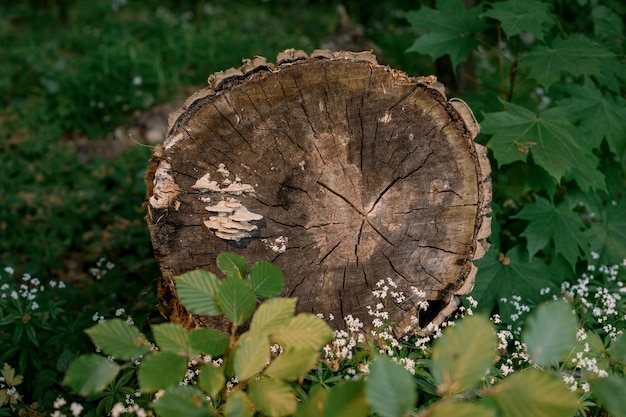 kłoda wycięta w koncepcji lasu na napis