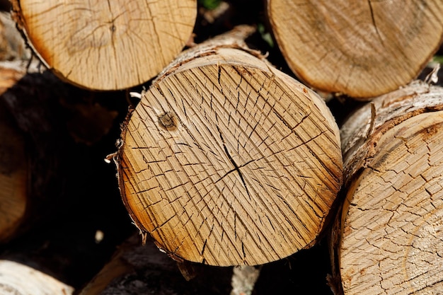 Kłody Brzozowe Leżą Ułożone W Stosy W Naturze