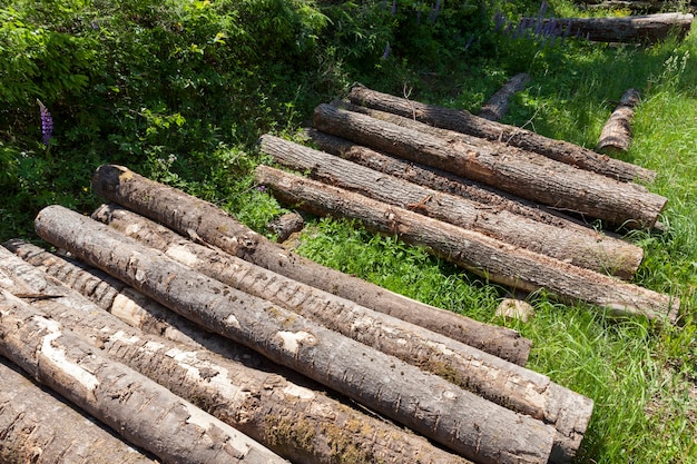 Kłody z sosny iglastej ułożone razem podczas pozyskiwania drewna, drewno z korą i uszkodzeniami