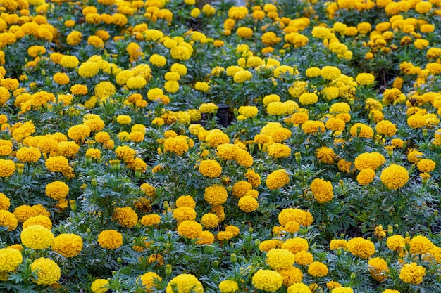 Klomb, pole pomarańczowych kwiatów w parku