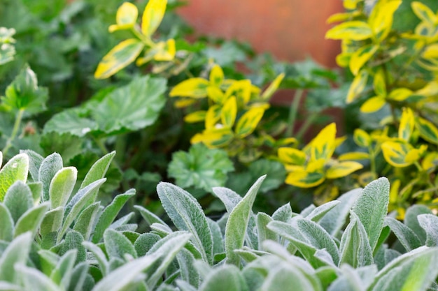 Zdjęcie klomb w ogrodzie ze stachys heuchera i euonymus