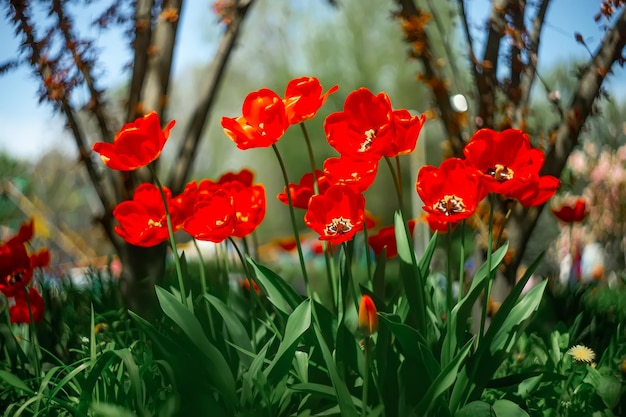 Klomb z tulipanów, które wiosną rosną w parku