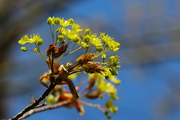 klon kwitnący w ogrodzie botanicznym zbliżenie z selektywnym skupieniem acer platanoides