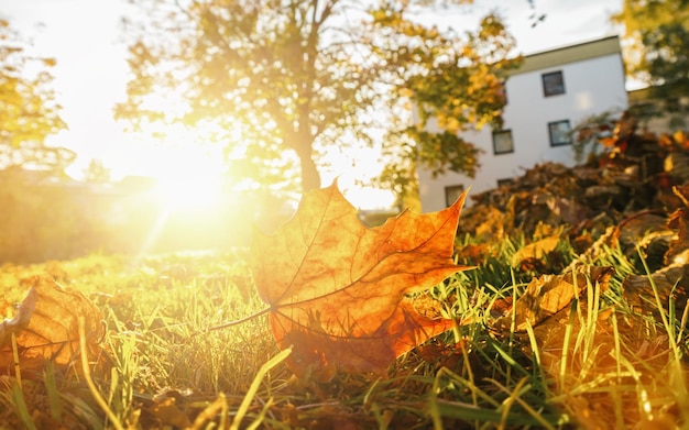 Klon polny i światło słoneczne jesienią