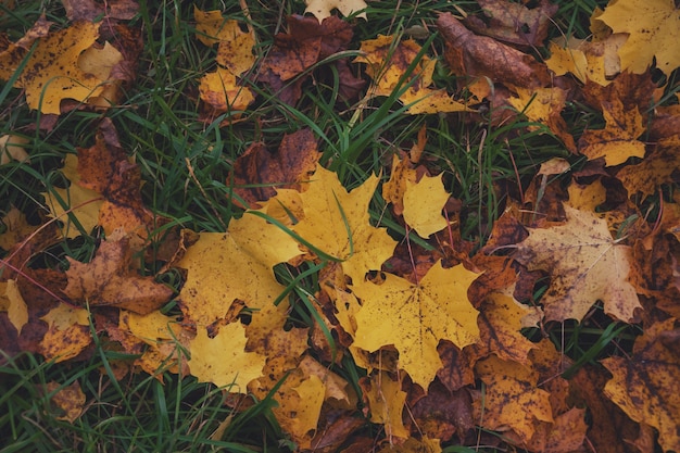 klon żółte opadłe liście jesienią