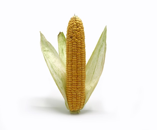 Kłos kukurydzy z liśćmi na jasnym tle Produkt naturalny Naturalna struktura Naturalny kolor Zbliżenie