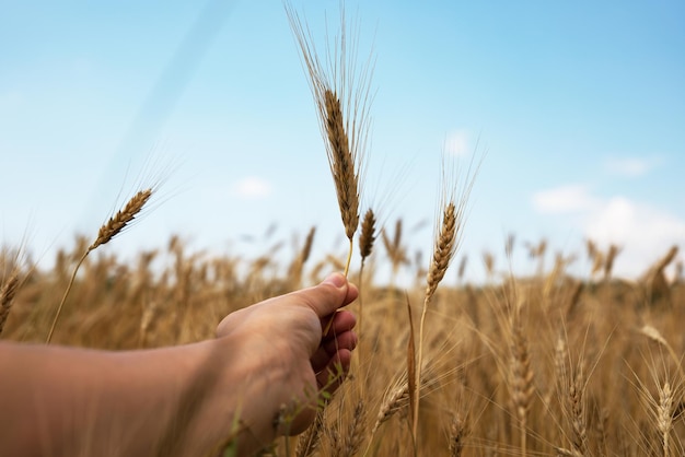 Kłos pszenicy w ręku nad polem pszenicy obfite żniwa