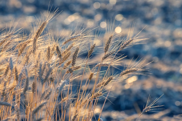 Kłoski pszenicy na zbliżenie pola w promieniach słońca. rolnictwo i przemysł rolny