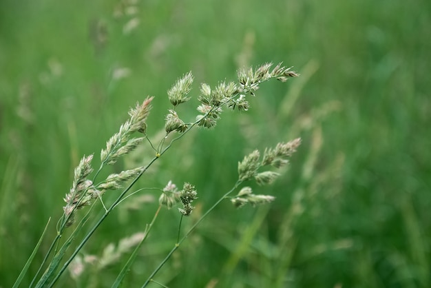 Kłoski trawy rosną na niewyraźnym zielonym tle pola letniego