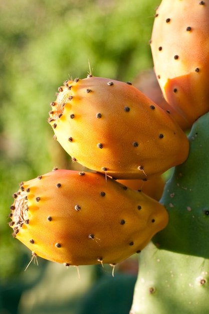Kłujące gruszki na kaktusie