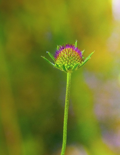 Knautia arvensis to piękny kwiat łąki