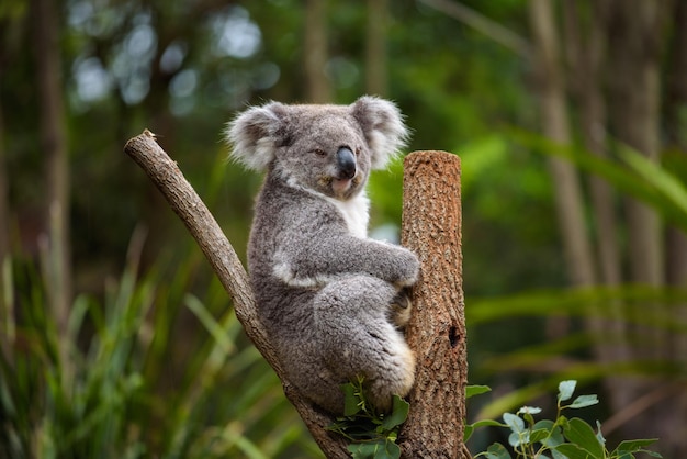 Koala na drzewie eukaliptusowym w Australii