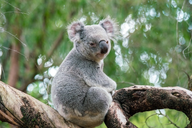 Zdjęcie koala odpoczywa na drzewie w perth w australii.