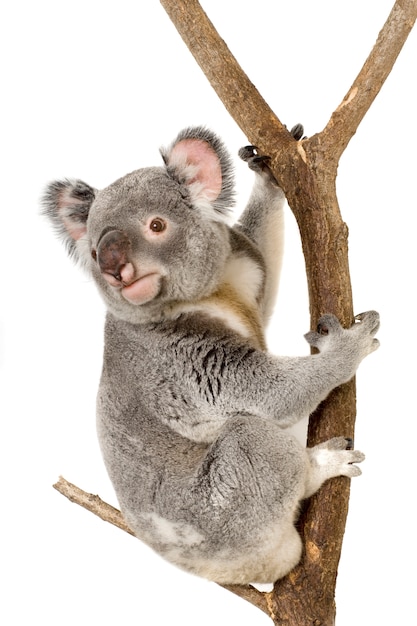 Koala przed białym tłem