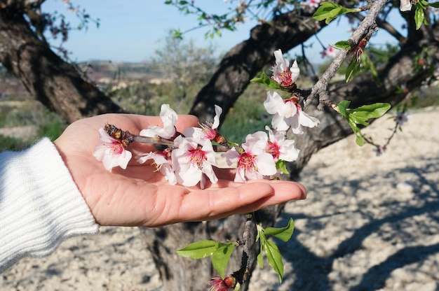 Kobieca dłoń trzymająca kwiaty migdałowe kwitną wiosną w Hiszpanii