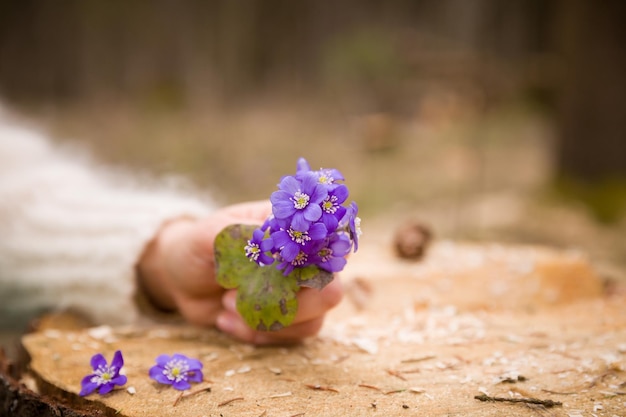 kobieca dłoń trzymająca pierwsze wiosenne kwiaty na starych pniakach pierwiosnki lub przebiśniegi w lesie