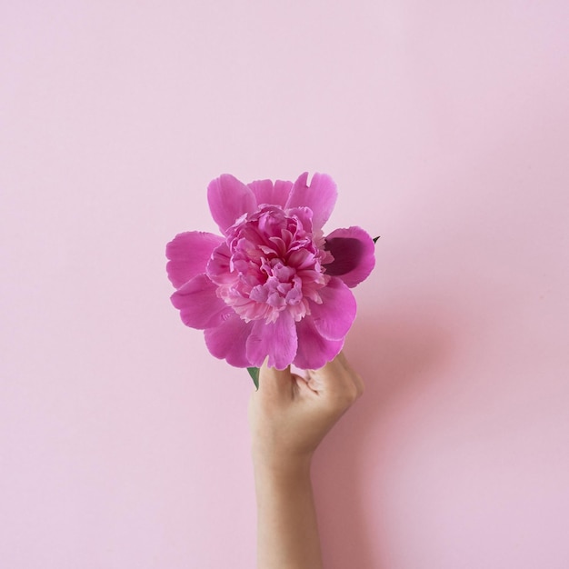 Kobieca dłoń trzymająca różowy kwiat piwonii na różowym tle Estetyczna minimalna kreatywna koncepcja kwiatowa