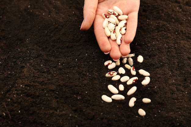 Zdjęcie kobieca ręka sadząca nasiona białej fasoli w zbliżeniu gleby