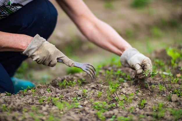 Kobieca ręka ściska trawę Zwalczanie chwastów i szkodników w ogrodzie Uprawa ziemi z bliska Roślina rolnicza rosnąca w rzędzie zagonów