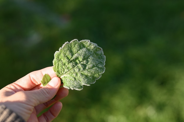 Kobieca Ręka Trzyma Zielony Liść Trawy Z Porannym Szronem Na Niewyraźnym Zielonym Naturalnym Tle