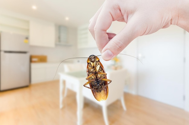 Kobieca ręka trzymająca karalucha na tle pokoju w domu eliminuje karalucha w domu w pokoju