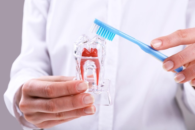 Kobieca ręka trzymająca model dentystyczny z szczoteczką do zębów