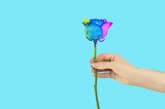 Kobieca ręka wyciąga różę na białym tle na niebiesko. walentynki. obecny