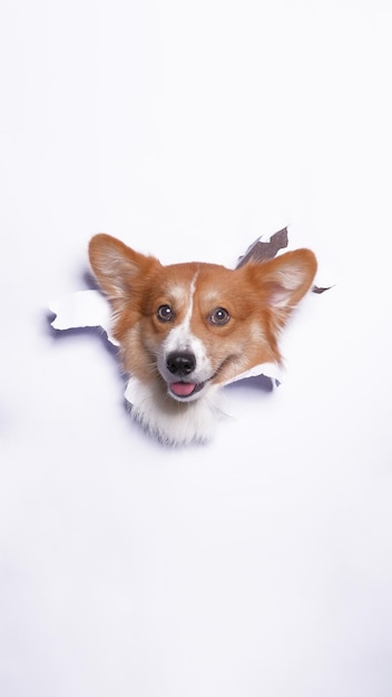 Kobieca sesja zdjęciowa psa pembroke welsh corgi studio fotografii zwierzęcej z koncepcją przełamującą białą papierową głowę z wyrazem twarzy