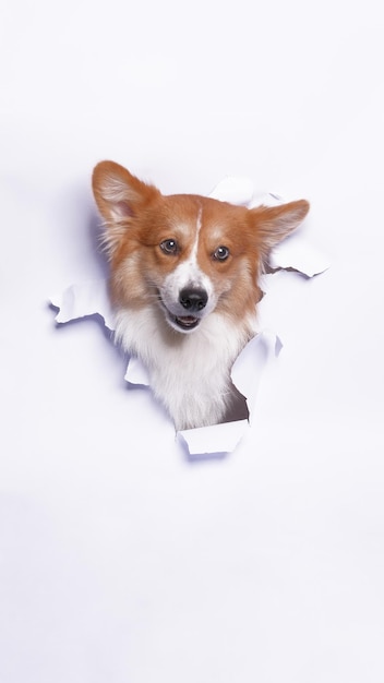 Kobieca sesja zdjęciowa psa pembroke welsh corgi studio fotografii zwierzęcej z koncepcją przełamującą białą papierową głowę z wyrazem twarzy