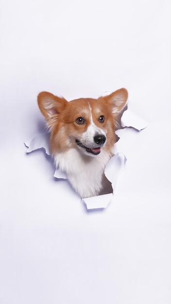 Kobieca sesja zdjęciowa psa pembroke welsh corgi studio fotografii zwierzęcej z koncepcją przełamującą białą papierową głowę z wyrazem twarzy