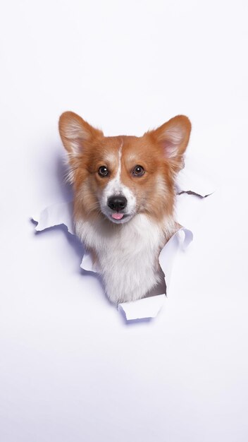 Kobieca sesja zdjęciowa psa pembroke welsh corgi studio fotografii zwierzęcej z koncepcją przełamującą białą papierową głowę z wyrazem twarzy