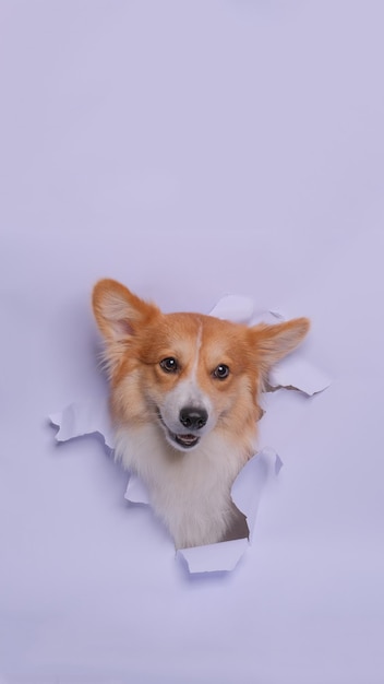 Kobieca sesja zdjęciowa psa pembroke welsh corgi studio fotografii zwierzęcej z koncepcją przełamującą szarą papierową głowę z wyrazem twarzy