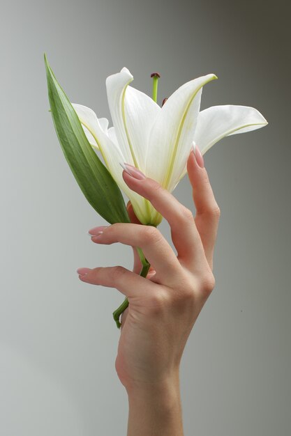 Kobiece dłonie z pięknym manicure trzymają kwiat.