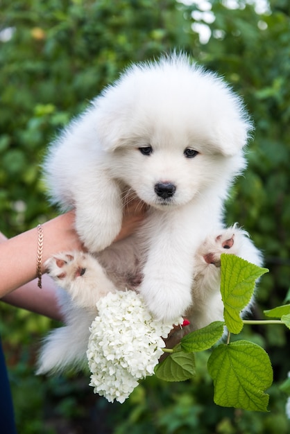 Kobiece ręce trzymając biały szczeniak Samoyed na zewnątrz na tle kwiatów hortensji