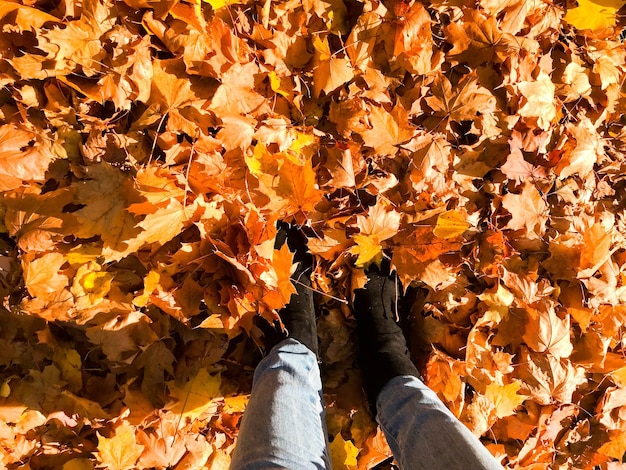 Kobiece smukłe nogi w dżinsach i butach na tle żółtych suchych jesiennych liści Wielobarwne naturalne czerwone i żółte liście Tło