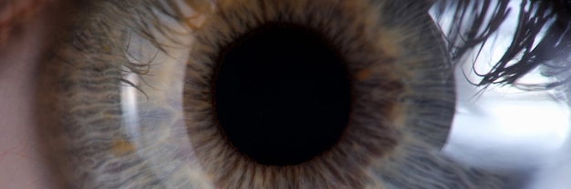 Kobiece zielonoszare oko do zbliżenia badania lekarskiego