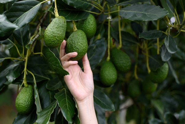 Kobiet ręki zbiera świeżego dojrzałego organicznie Hass Avocado