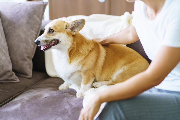 Kobieta bawiąca się z psem w domu urocza corgi na kanapie w salonie