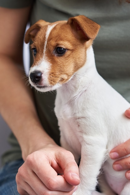 Kobieta bawić się z jej Jack Russel teriera szczeniaka psem. Dobre relacje i przyjaźń między właścicielem a zwierzęciem