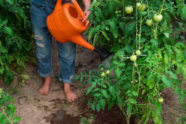 Zdjęcie kobieta bez twarzy zraszanie wodą pomidorów w zielonym domu latem