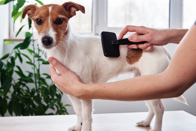 Kobieta Czesająca Psa Właścicielka Czesząca Jack Russell Terrier Pet Care