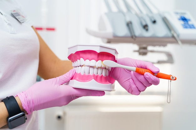 Kobieta dentysta czyści model sztucznych zębów szczoteczką do zębów Koncepcja higieny jamy ustnej i zdrowia