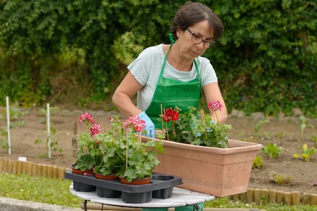 Kobieta doniczki kwiaty geranium