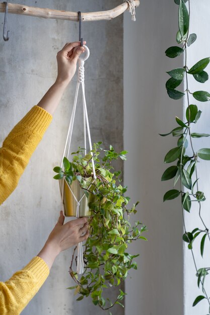 Zdjęcie kobieta freelancer trzyma wieszak na rośliny makramy z tradescantia rośliny doniczkowej na szarej ścianie