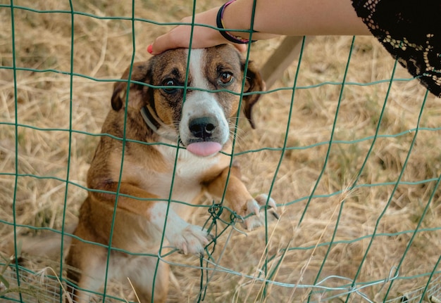 Zdjęcie kobieta głaskająca i dotykająca psa za płotem - koncepcja adopcji psa - z wyciągniętym językiem