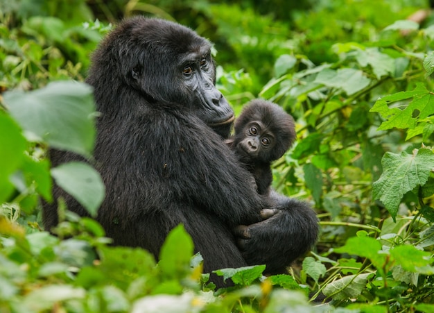 Kobieta Goryl Górski Z Dzieckiem. Uganda. Park Narodowy Bwindi Impenetrable Forest.