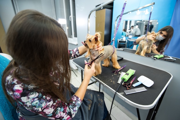 Kobieta groomer fryzura yorkshire terrier na stole do pielęgnacji