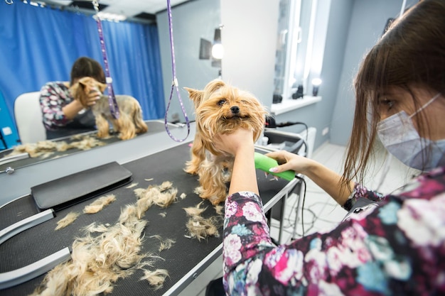 Zdjęcie kobieta groomer strzyżenie yorkshire terrier na stole do pielęgnacji w salonie kosmetycznym dla psów