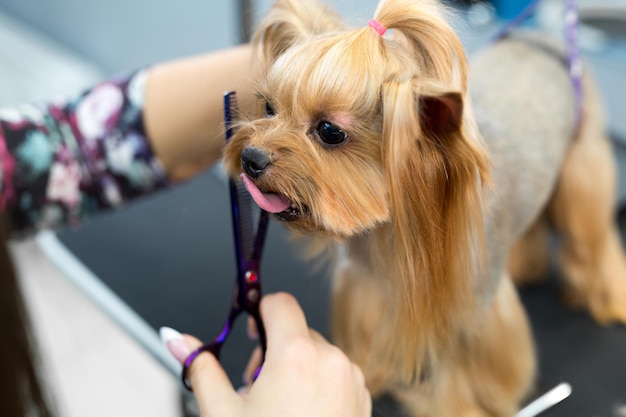 Kobieta groomer strzyżenie yorkshire terrier na stole do pielęgnacji w salonie kosmetycznym dla psów